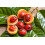 100g Organic Whole Nutmeg Jaiphal Jaifal Jatiphal 3
