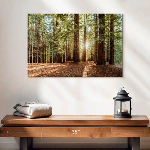 Quadro em tela com raios de sol em sequoia, 61 x 41 cm (24 x 16 polegadas) 1