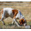 10 Pack Dog Round Scent Training Box Smell Training Nose Working Dog Training Tools 4