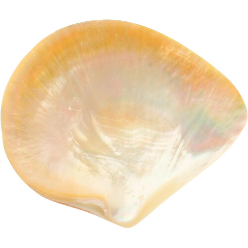Shell sobremesa servindo prato pratos criativos servindo comida pequena e delicada forma de concha