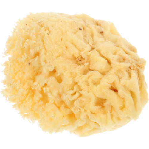 Esponja do mar natural 2.0-2.5 polegadas esponja de arte de absorção de água para ferramentas de pintura