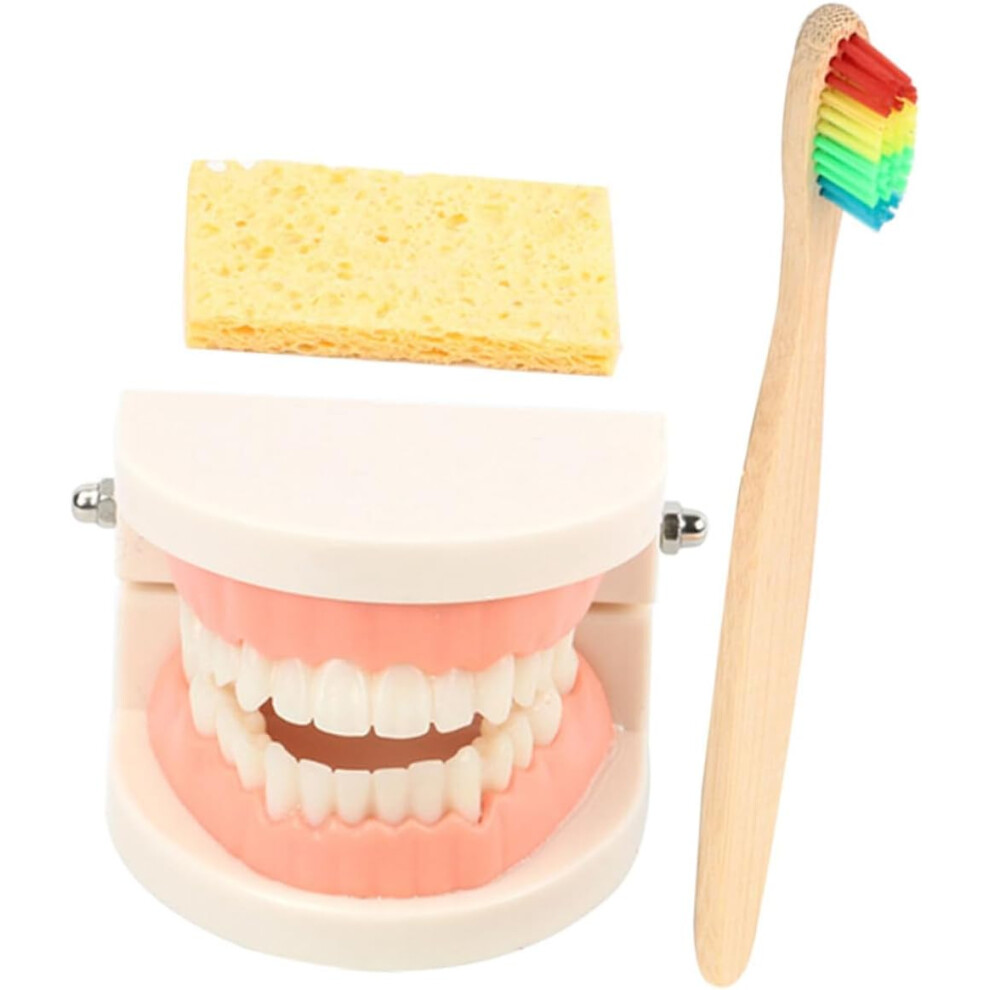 Hkhbjs Educational Teeth Brushing Teaching Model Set For Oral Care, Standard Denture And Dental Teeth Model
