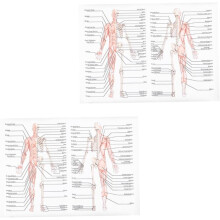 Poster zur menschlichen Anatomie, 2-teilig, leicht lesbares Poster zur Skelettmuskulatur