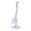 1pc Human Spine Tailbone Pelvis Bone Model for Medical Training 2