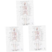 3-teiliges Poster zur Skelettstruktur und menschlichen Anatomie für dekorative Wandgestaltung