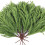 Norfolk dennentakken 50 cm 2-pack 1