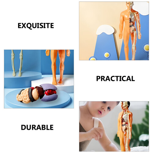 Jucărie model schelet uman pentru copii, kit educațional de anatomie 2