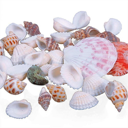 Coquillages mélangés pour aquarium, 100 g 1