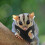 Sugar Glider Sele och Koppel Set – Justerbar, Hållbar 4