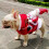 Hund Julkostym Tomtedesign S-XXL 4