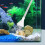 Akvarium Vandskifter Sifon Grusrenser 3