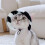 Cappello a secchiello per cani e gatti con fori per le orecchie e cinturino regolabile. 4