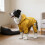 Imperméable pour chien avec capuche – Imperméable, réfléchissant, 4