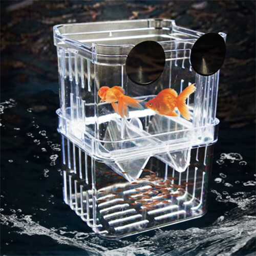 Caixa transparente para isolamento e criação de peixes com ventosas. 1