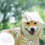 Imperméable intégral pour chiens de petite et grande taille 5