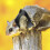 Sugar Glider Sele och Koppel Set – Justerbar, Hållbar 2