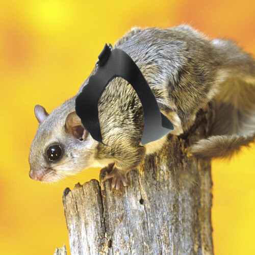 Sugar Glider Sele och Koppel Set – Justerbar, Hållbar 1
