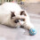Interactive Cat Toy Ball – 4.3 cm Silicone Rolling Ball 5