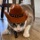 Καπέλο Cowboy για κατοικίδια με ρυθμιζόμενο λουράκι στο πηγούνι – Small/Medium 4