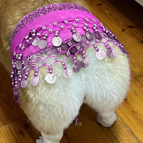 Collana da danza del ventre Corgi con sciarpa di paillettes 2