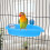 Wontee Bird Bath Box with Mirror – Translucent Plastic, 3