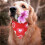 Pañuelo para perro de San Valentín – Triángulo ajustable con estampado de corazones 4