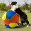 Hundehüteball-Abdeckung, interaktives aufblasbares-55cm 5