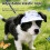 Fashionable Pet Baseball Cap Adjustable Dog Sun Visors-Red M 7