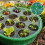 Gartenanbaubox Sämling Starter Kindergarten Tablett-Schwarz 5