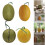Authentisch aussehende Honeydews-Repliken,-Gelbe Runde 4