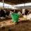Farm Essential 8L Cattle Milk Container-Gray 5 mouths 3