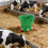 Farm Essential 8L Cattle Milk Container-Gray 5 mouths 4