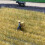 87 Scale Plastic Wheat Field Landscape Decor for Sand Table DIY Model Railway Scenery 3
