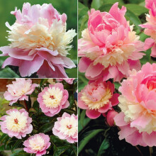 Pfingstrosen-Staude für den Garten, pflegeleicht