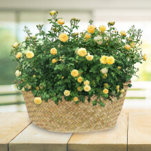 Cesta tejida para plantas, ideal para arreglos florales y almacenamiento. Cesta redonda de material sintético ligero.