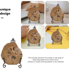 Espécimen mineral de amonita com suporte 6-8cm para coleção científica e decoração da mesa educativa