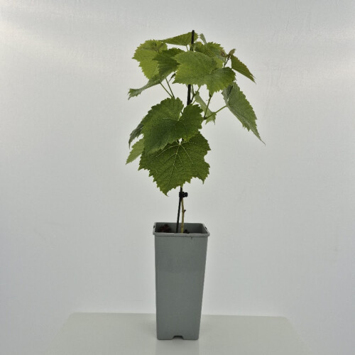 Vite Solaris 2L 1