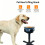 Ergonomischer, variabler Futter- und Wasserständer für Hunde mit 4