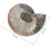2Pcs Natural Ammonite Specimen Pendant 3-4Cm Sliced Samples with Iridescent Shell 2