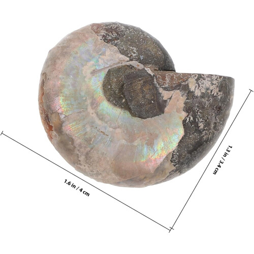 2Pcs Natural Ammonite Specimen Pendant 3-4Cm Sliced Samples with Iridescent Shell 1