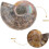 2Pcs Natural Ammonite Specimen Pendant 3-4Cm Sliced Samples with Iridescent Shell 3