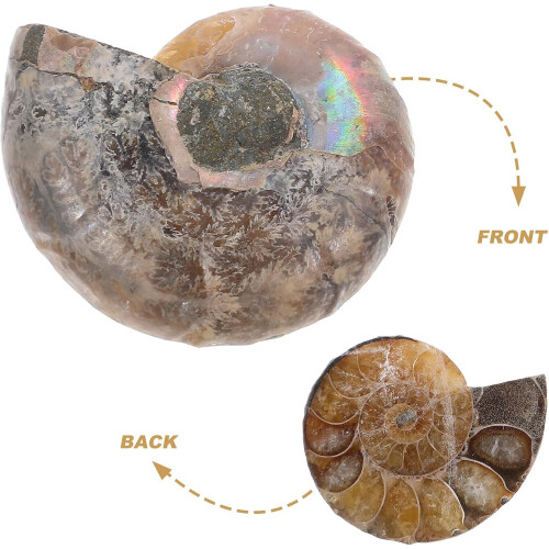 2Pcs Natural Ammonite Specimen Pendant 3-4Cm Sliced Samples with Iridescent Shell 2