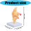 Educational PVC Knee Joint Structure Anatomy Model Anatomical 3
