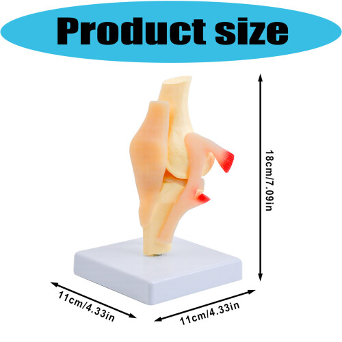 Educational PVC Knee Joint Structure Anatomy Model Anatomical 2