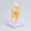 Educational PVC Knee Joint Structure Anatomy Model Anatomical 6