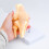 Anatomical Knee Joint Structure Model PVC Patella Knee Joint 7
