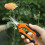Ciseaux de taille en acier inoxydable - Orange, 16,7 cm 4