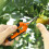 Jacenvly pruning shears for outdoor gardening, 1 piece 6