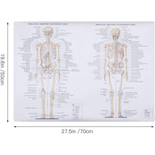 3-teiliges Poster zur menschlichen Anatomie: Körperstruktur, Skelett, Muskeln und Knochen