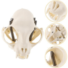 Realistisches anatomisches Modell eines Katzenschädels, kleines Katzenkopfskelett als Lehrmittel